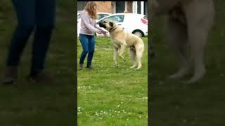 Excited Big Dog Greets His Owner 🥰