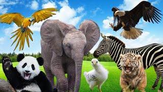 Animals video For Kid's Elephant, Hores, cow, buffalo, giraffe, lion