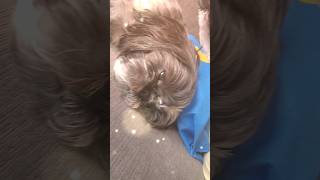 Sweet Dreams: Adorable Shihtzu Snooze Time! 😴 #cute #pets #viral #shorts