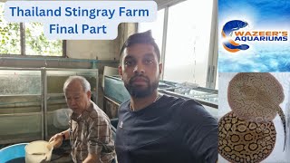 Thailand Stingray Farm Final Part