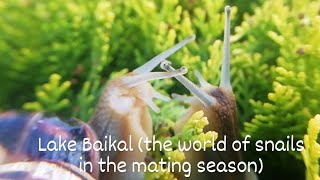 Snails and their marriage (the battle of two males for the female and the territory)