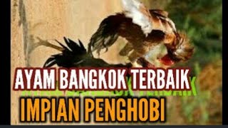 AYAM BANGKOK TERBAIK IMPIAN PENGHOBI