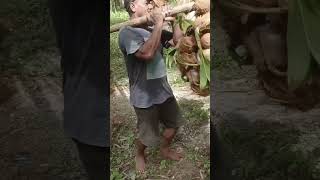 mampu angkat kelapa sekaligus? #short #shorts #coconut #kelapa #skills #farmer #petani #maluku #good