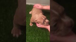 Pocket American Bully Female at 6 weeks old available