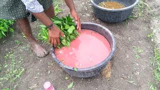 #chilli seedlings root dipping with#gaucho and#Radifarm #viralvideo @pallerythu1