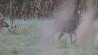 THREE GENERATIONS ROEBUCKDEER !!!