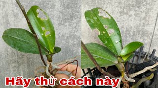 Cách trồng lan hồ điệp yếu phát triển tốt - Chăm sóc lan