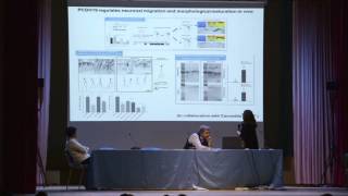 Molecular characterization of PCDH19 in rat hippocampal neurons - Italiano