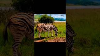 Funny Zebra | Zebra Sound Wild Animals #shorts #wildlife #funny