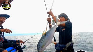 SAMBARAN IKAN BESAR DIRUMPON LAUT TARIKAN IKANNYA SANGAT KUAT MEMBUAT REEL MENJERIT