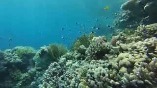 Freediving - Sharm El Sheikh