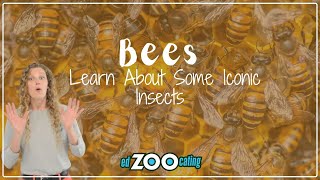 Bees | Facts About Bees | EdZOOcating Adventures