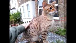 Chairman Mao, the Bengal cat