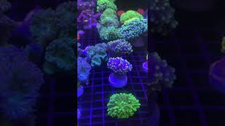 Coral Compilation 4k