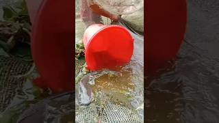 Amazing shors  fishng video #fishng #fishspecies #fishig #bhojpuri #video #fishingtechniques #fishn