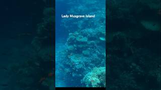 Why is Lady Musgrave Island a Hidden Gem of the Great Barrier Reef?