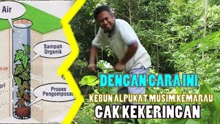 Biopori untuk tanggulangi kekeringan musim kemarau #KebunAlpukat#budidayaalpukat