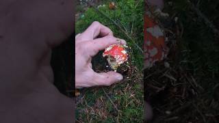 Deer Biscuits #mushroom #foraging #bushcraft #forest #knowledge #flyagaric #id #aminita #wood #diy