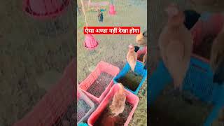 मुर्गी ने दिया रबर का अण्डा #desiegg #egg #sonalimurgipalan