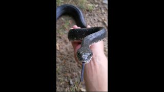 Black Rat Snake Relocation! #shorts