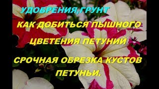 Срочно обрезаю, стригу петунью!!!!!.Лучшее удобрение .Обзор  красивой петуньи в саду-2019..