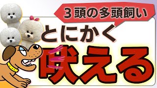 【犬のしつけ】とにかく吠える！多頭飼い【悩み相談ライブ切り抜き】