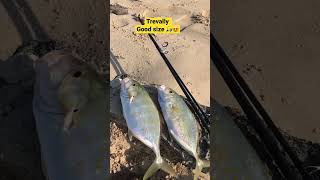 Spotted trevally #lures #fishing #fishingvideo #littma #shimano