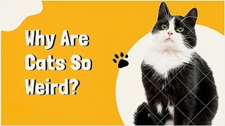 Why Are Cats So Weird? (And Why We Love Them)