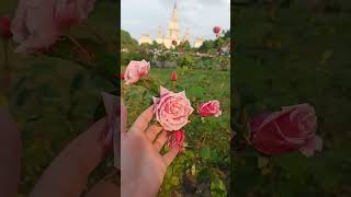 Rose Blossomtime O'Neal 1951 США