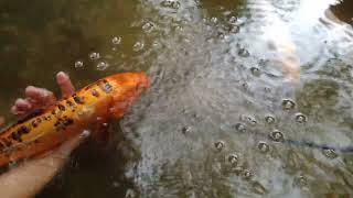 Koi are Dying seriously But we save their life