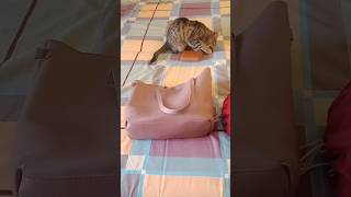 Cute cat video#shortvideo#trendingshorts#youtubeshorts#kucing#blog#cat