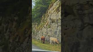 Абхазия, коровы на дороге в горах. Abkhazia, cows on the road in the mountains. #абхазия #abkhazia