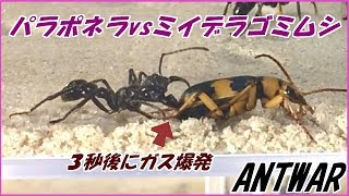 蟻戦争Ⅲ＃52 パラポネラvs灼熱のオナラ「ミイデラゴミムシ」編～Bullet ants vs Bug spewing a hundred-degree fart～