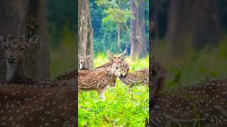 shadow of jungle #elephantnature #nature #elephantelephant #angryelephant #snake #wildpredator