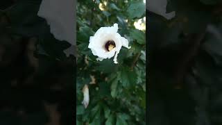 Bees bunking on Rose of Sharon flower? #didyouknow