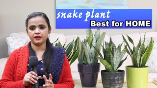 ऑक्सिजन देने वाले Snake plant को पत्तों से कैसे उगाएँ और मिट्टी कैसे तैयार करें| Amiksha Prodution