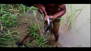 Net Fishing at pailin Province - Khmer Cast Net Fishing -Cambodia Traditional Fishing ( Part 48)