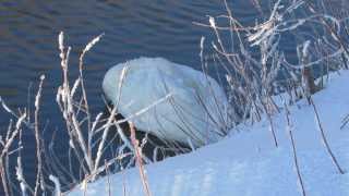 Sleeping Swan Wake Up and Yawn