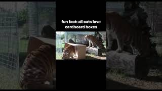 all cat's love box