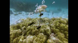 Serunya snorkeling di pulau banyak, ikan dikasih makan mie instan PART 2