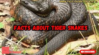 5 Interesting Facts about Tiger Snakes, Unique facts you don't know yet…