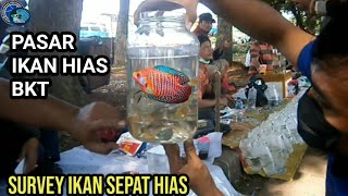 SURVEY HARGA IKAN SEPAT HIAS || Pasar ikan hias BKT