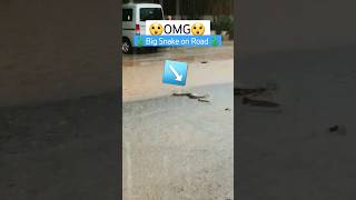 OMG | Big Snake In Rain