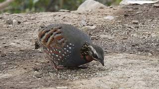 साताताल की खूबसूरत पार्टियों के कुछ खूबसूरत नजारे #nature #प्रकृति #birds #travel #wildlife #uk