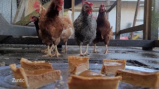 Chickens try pumpkin pie. Will chickens eat pumpkin pie?