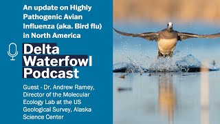 Ep. 37 | An update on Highly Pathogenic Avian Influenza (aka. Bird flu) with Dr. Andrew Ramey