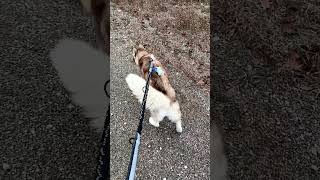 Hatchi The Husky Tries Out Her New Tuff Pupper Belt and Leash! #shorts #husky #tuffpupper #dogs