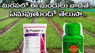 మిరపలో ఏ మందులు వాడాలో తెలుసా /Do you know what medicines to use in redchilli #redchilli #nelathalli