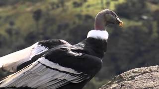 EN AVES LA RESPUESTA ES COLOMBIA