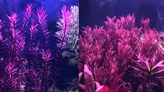 blood red sg under high tech vs low tech aquarium